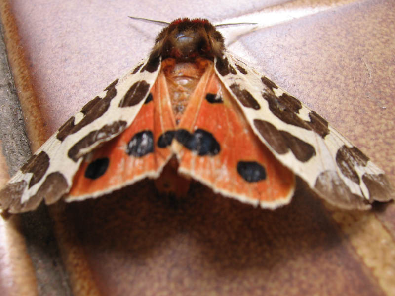 Insectos 082