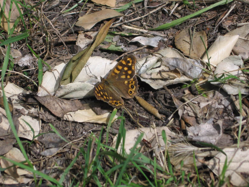 Insectos 108