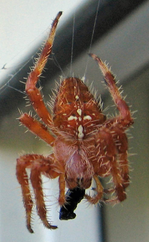 Insectos 120-a