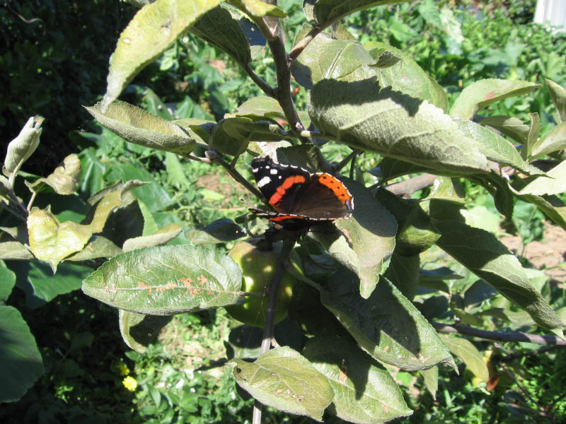 Insectos 128
