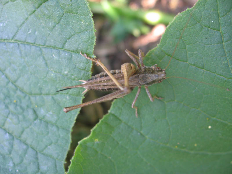 Insectos 138