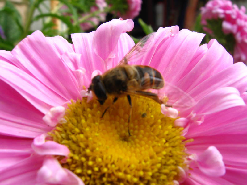 Insectos 158
