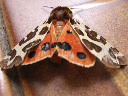 Insectos 082