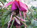 Insectos 084