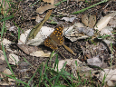 Insectos 108