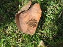 Insectos 112