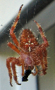 Insectos 120-a