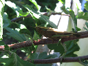 Insectos 124
