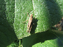Insectos 132