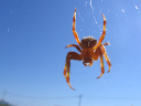 Insectos 137