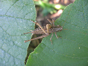 Insectos 138