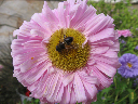 Insectos 155