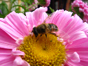 Insectos 158