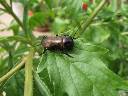 Insectos 159