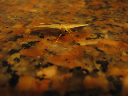Insectos 162