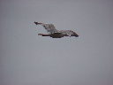 MVC-31X