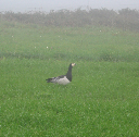 aves 017-b