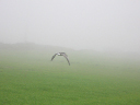 aves 018